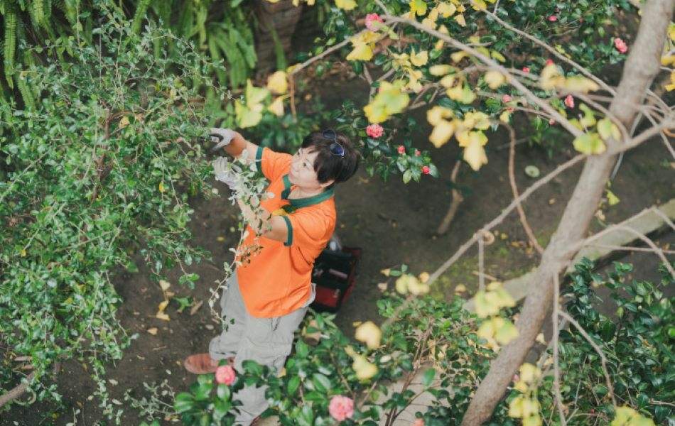 楊淳婷認為，與其說是「樹醫生」，倒不如說是樹的「長照師」。她將樹木當成「人」一般對待。